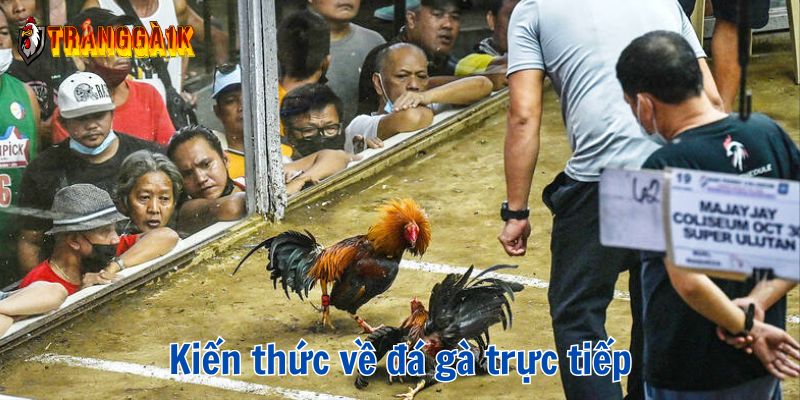 trực tiếp đá gà