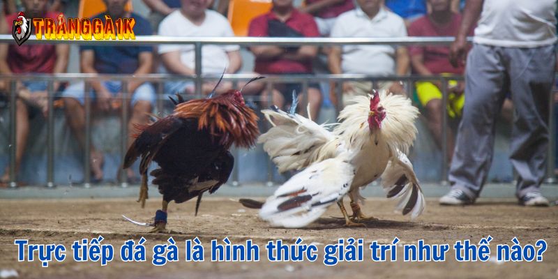 trực tiếp đá gà