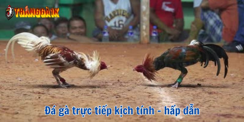 trực tiếp đá gà