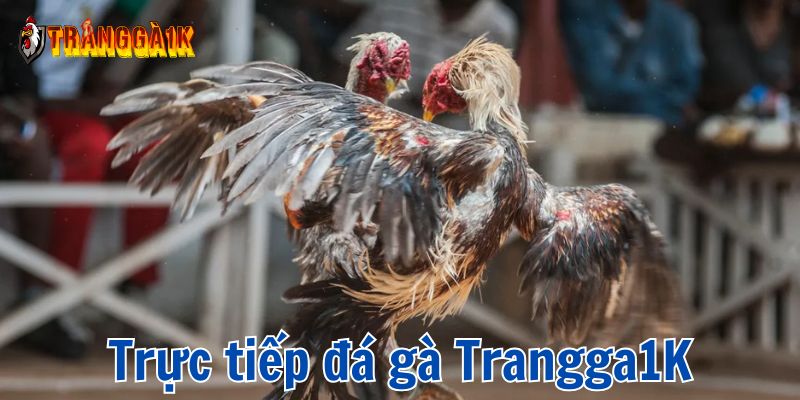 trực tiếp đá gà