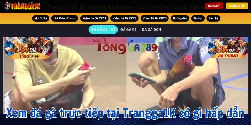 trực tiếp đá gà