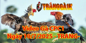 Video Gà CPC1 Ngày 10/7/2025 – TRANGGA1K