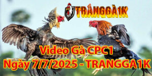 Video Gà CPC1 Ngày 7/7/2025 – TRANGGA1K