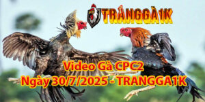 Video Gà CPC2 Ngày 30/7/2025 – TRANGGA1K