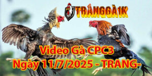 Video Gà CPC3 Ngày 11/7/2025 – TRANGGA1K