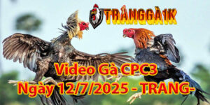 Video Gà CPC3 Ngày 12/7/2025 – TRANGGA1K