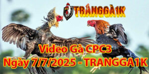 Video Gà CPC3 Ngày 7/7/2025 – TRANGGA1K