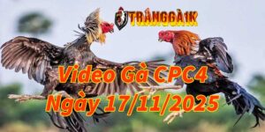 Video Gà CPC4 Ngày 17/11/2025